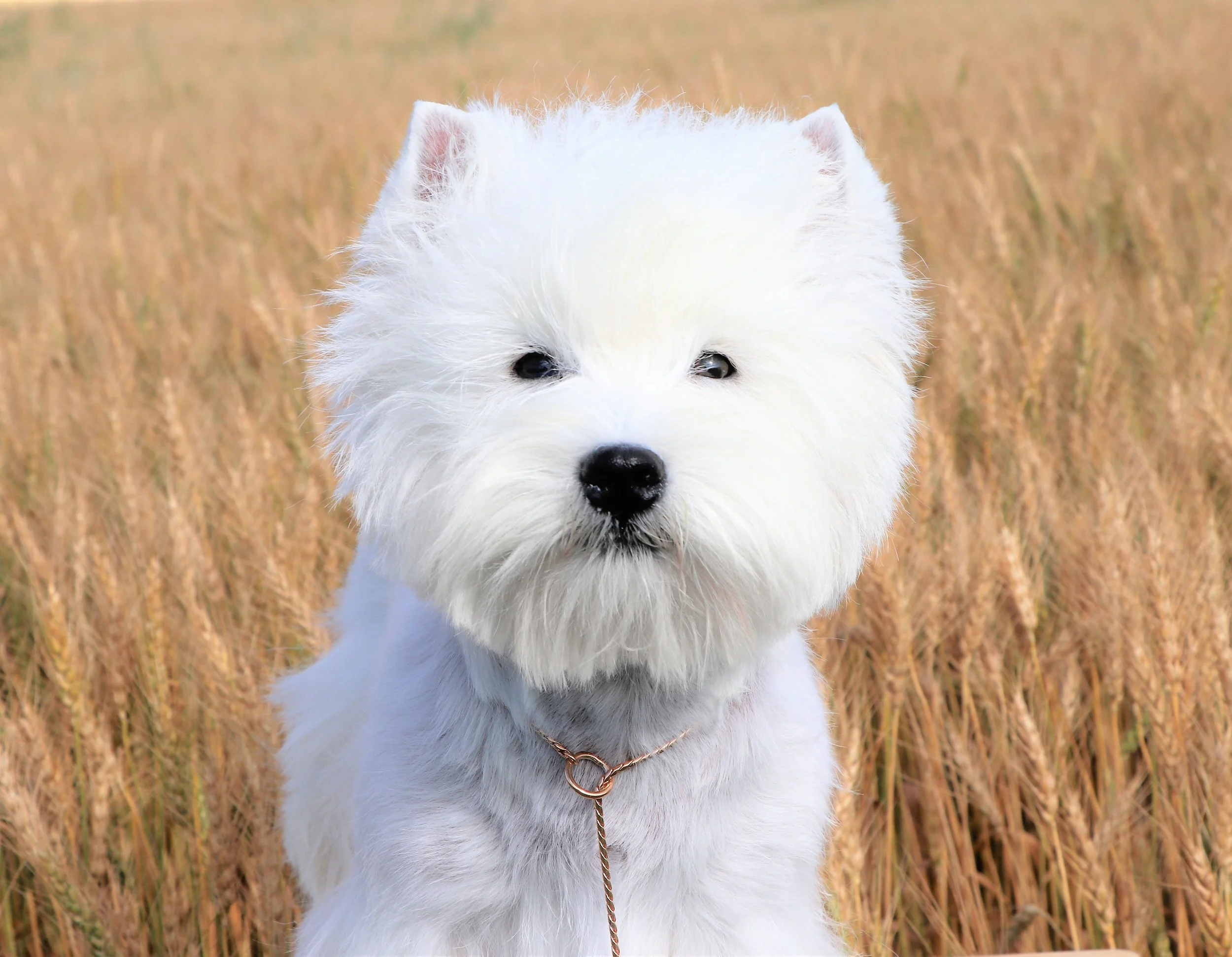 Kennel club westie deals puppies